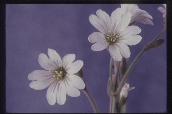 Photo of Cerastium arvense by Royal BC Museum (Tom Armstrong)