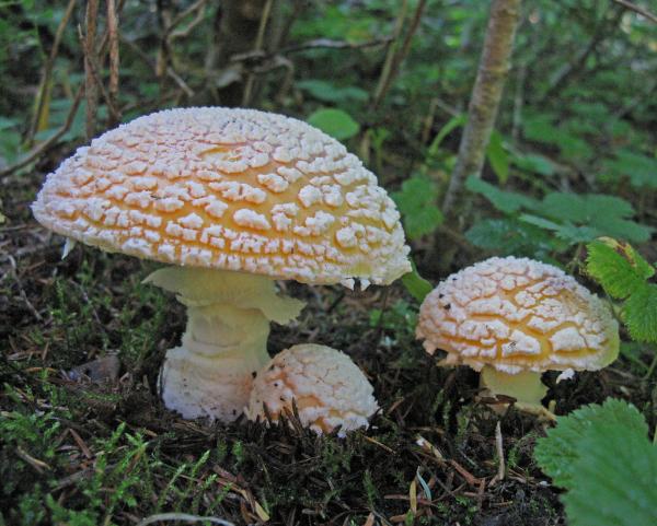 Photo of Amanita muscaria group by Michael Beug