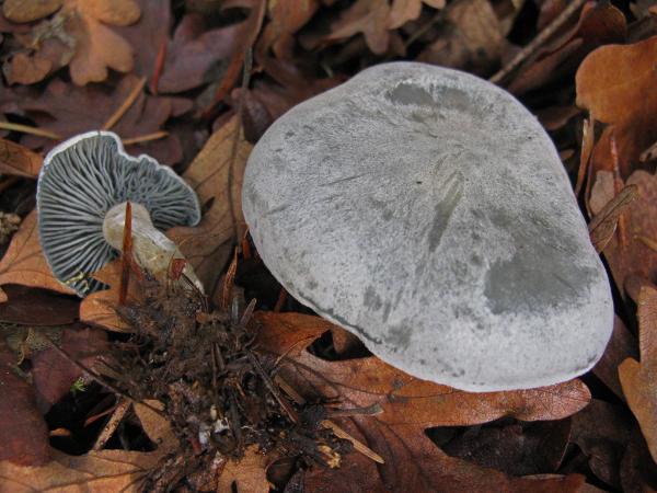 Photo of Clitocybe odora by Michael Beug