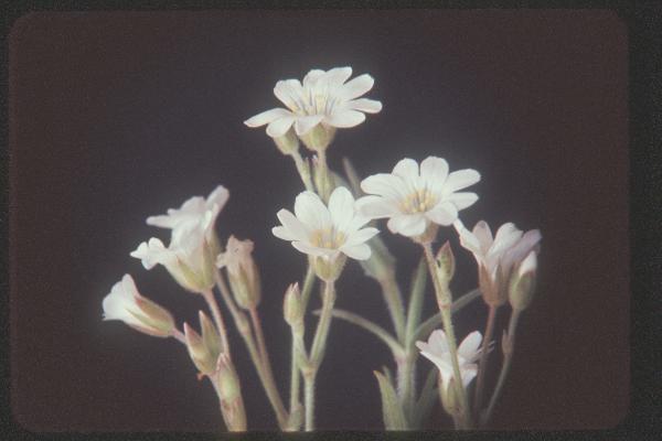 Photo of Cerastium arvense by Royal BC Museum (Tom Armstrong)