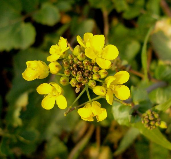 Photo of Brassica rapa by Kevin Newell
