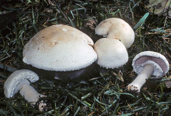 Photo of Agaricus silvicola by Kit Scates-Barnhart