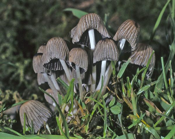 Photo of Coprinellus hiascens by Kit Scates-Barnhart