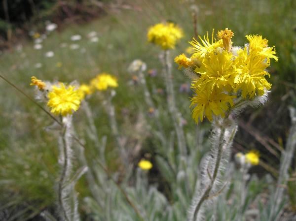 Photo of Hieracium cynoglossoides by Curtis Bjork