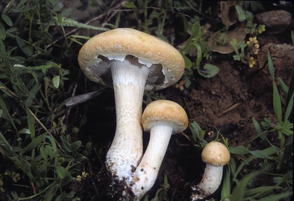 Photo of Agrocybe dura by Michael Beug