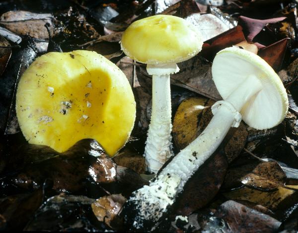 Photo of Amanita muscaria group by Michael Beug