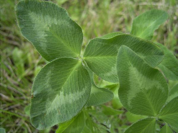 Photo of Trifolium pratense by <a href="http://www.flickr.com/photos/dianesdigitals/">Diane Williamson</a>