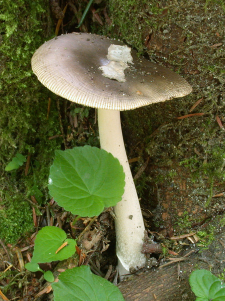 Photo of Amanita constricta by <a href="http://members.shaw.ca/kent.brothers/">Kent Brothers</a>