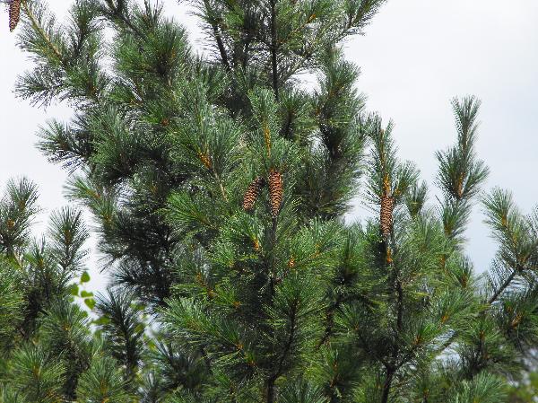 Photo of Pinus monticola by Ashley Churchill