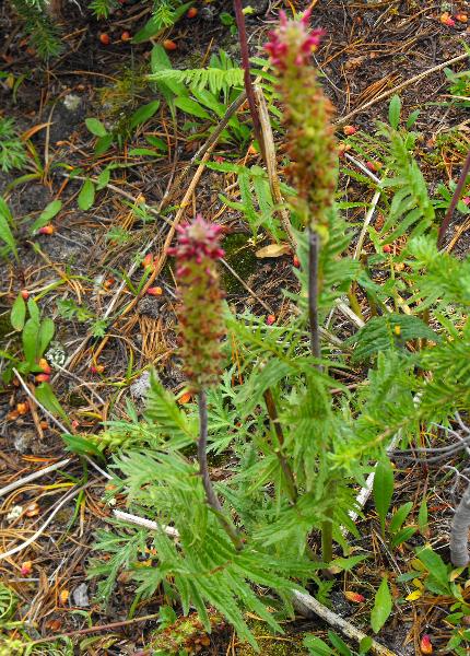 Photo of Pedicularis bracteosa var. bracteosa by Ashley Churchill