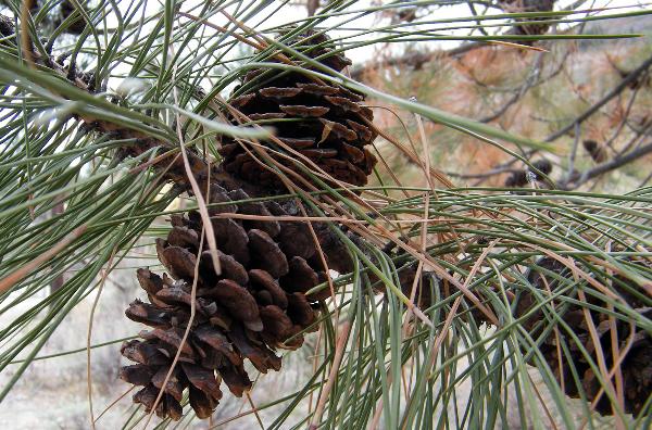Photo of Pinus ponderosa by <a href="http://www.natureniche.ca">Gordon Neish</a>
