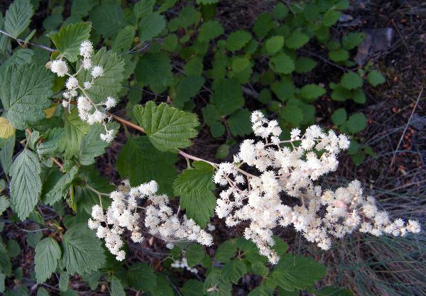 Photo of Holodiscus discolor var. discolor by <a href="http://www.natureniche.ca">Gordon Neish</a>