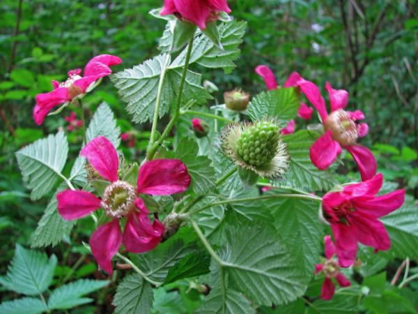 Photo of Rubus spectabilis by Jim Riley