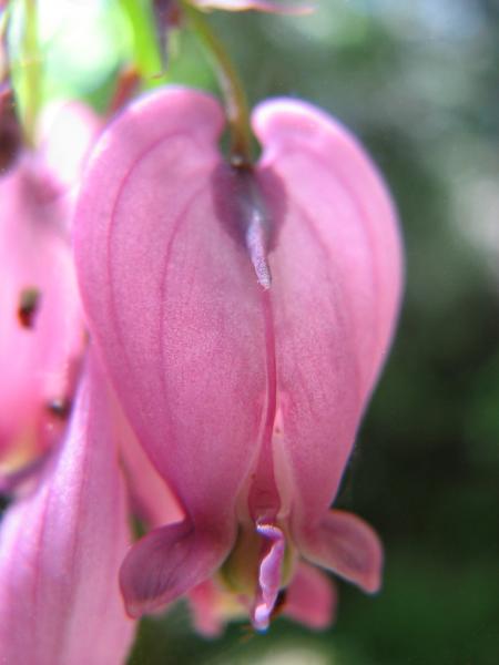 Photo of Dicentra formosa by Jim Riley