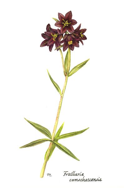 Photo of Fritillaria camschatcensis by Virginia Skilton