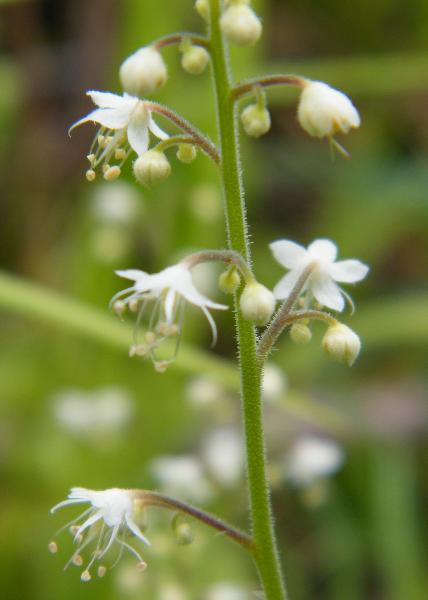 Photo of Tiarella trifoliata var. unifoliata by <a href="http://www.natureniche.ca">Gordon Neish</a>
