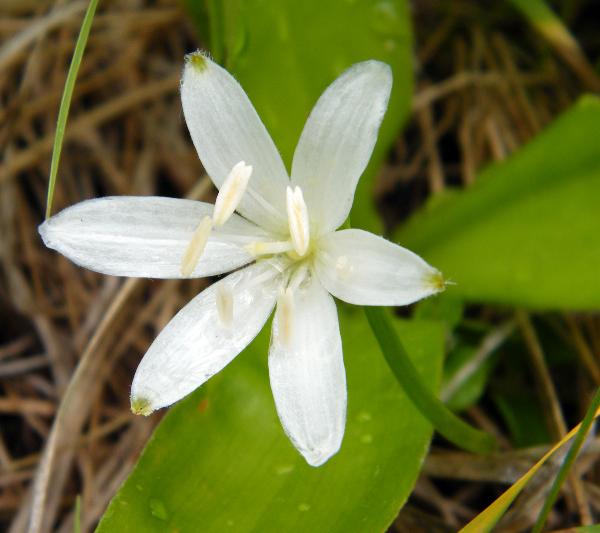 Photo of Clintonia uniflora by <a href="http://www.natureniche.ca">Gordon Neish</a>