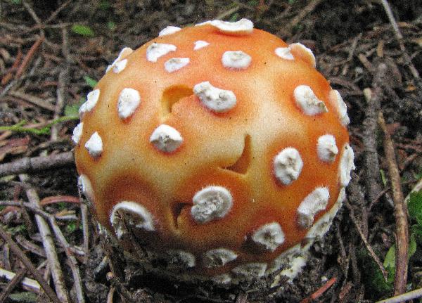 Photo of Amanita muscaria group by Jim Riley