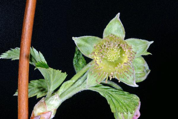 Photo of Rubus spectabilis by Hans J.  Koch