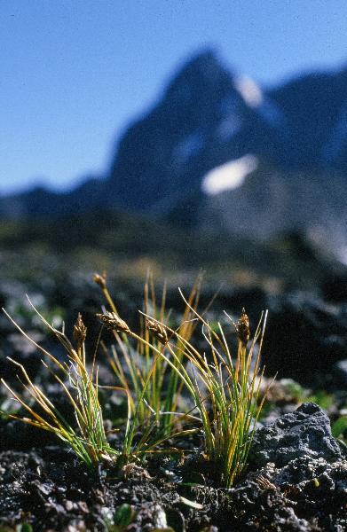 Photo of Carex nardina by Adolf Ceska