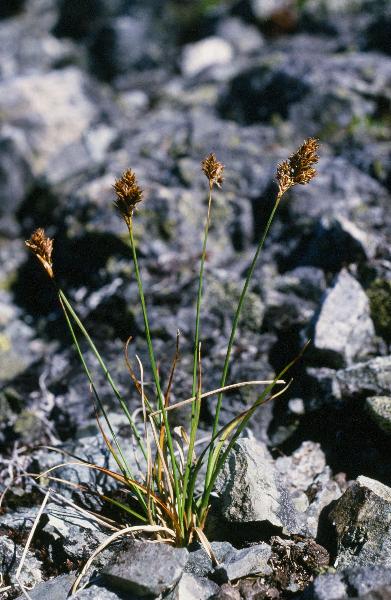 Photo of Carex phaeocephala by Adolf Ceska