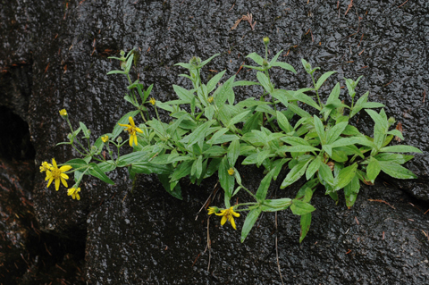 Photo of Arnica lanceolata by <a href="http://www.jerichostewardshipgroup.ca">Dawn Hanna</a>