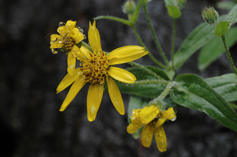 Photo of Arnica lanceolata ssp. prima by <a href="http://www.jerichostewardshipgroup.ca">Dawn Hanna</a>