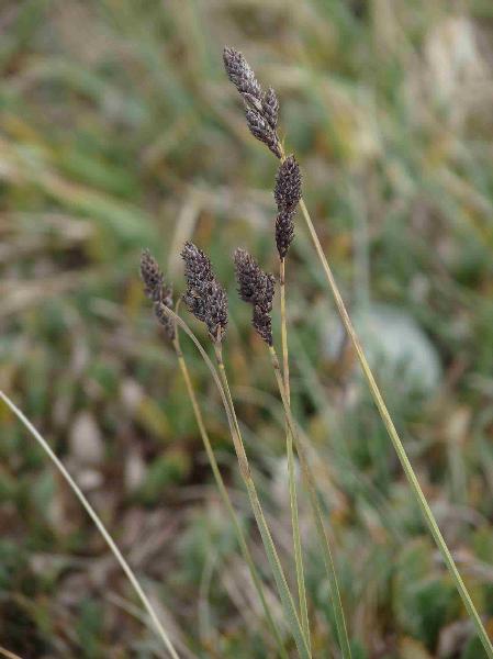 Photo of Carex albonigra by Jamie Fenneman
