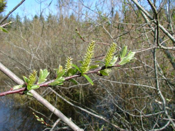 Photo of Salix sitchensis by Jamie Fenneman