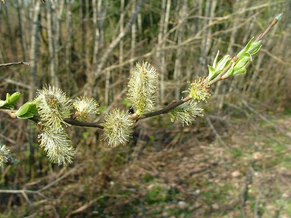 Photo of Salix sitchensis by Jamie Fenneman
