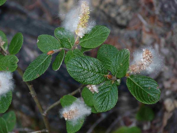 Photo of Salix vestita by Jamie Fenneman