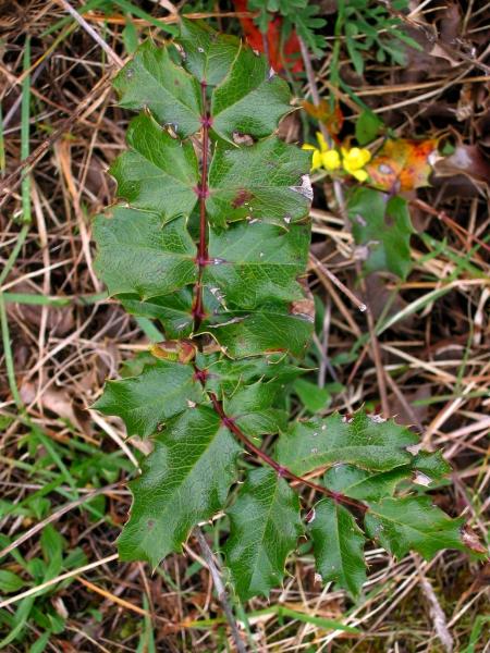Photo of Berberis aquifolium by Rose Klinkenberg