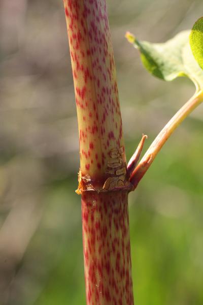 Photo of Reynoutria japonica var. japonica by Brian Klinkenberg