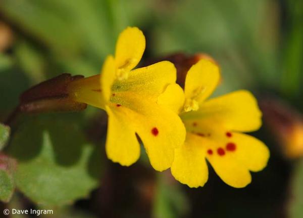 Photo of Erythranthe alsinoides by <a href="http://daveingram.ca/">Dave Ingram</a>