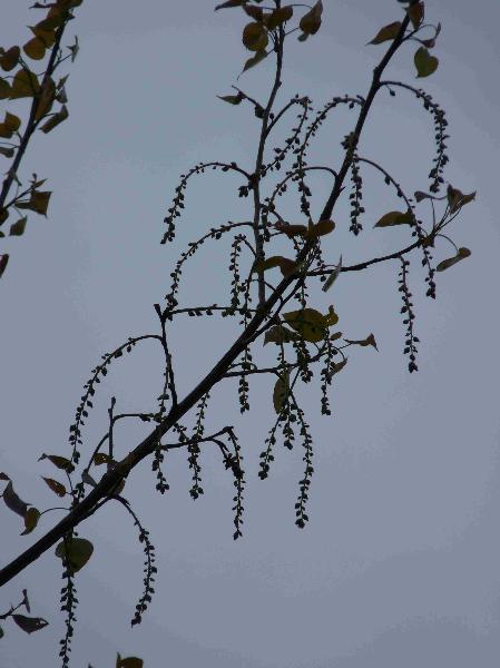 Photo of Populus trichocarpa by Jamie Fenneman