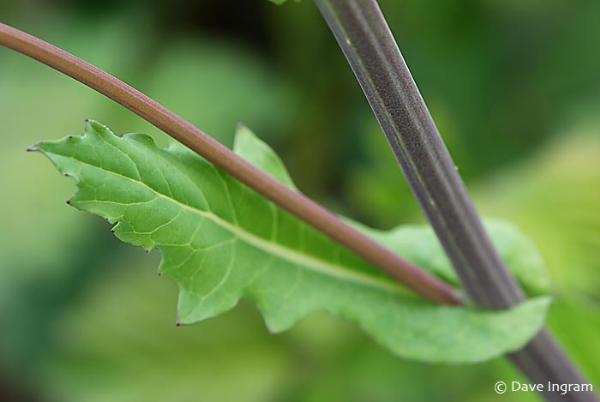 Photo of Brassica rapa by <a href="http://daveingram.ca/">Dave Ingram</a>