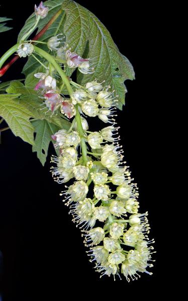 Photo of Acer macrophyllum by Hans J.  Koch
