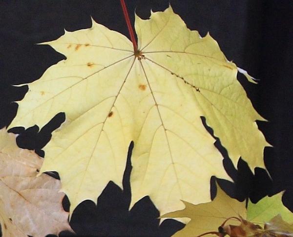 Photo of Acer macrophyllum by Brian Klinkenberg