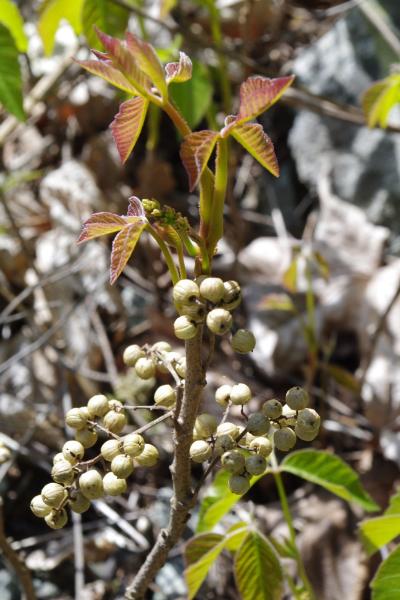 Photo of Toxicodendron rydbergii by <a href="http://www.cicerosings.blogspot.com">Eileen Brown</a>