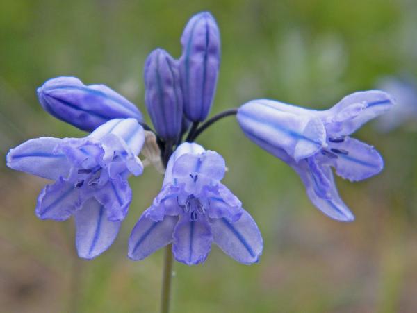 Photo of Triteleia grandiflora by <a href="http://www.natureniche.ca">Gordon Neish</a>