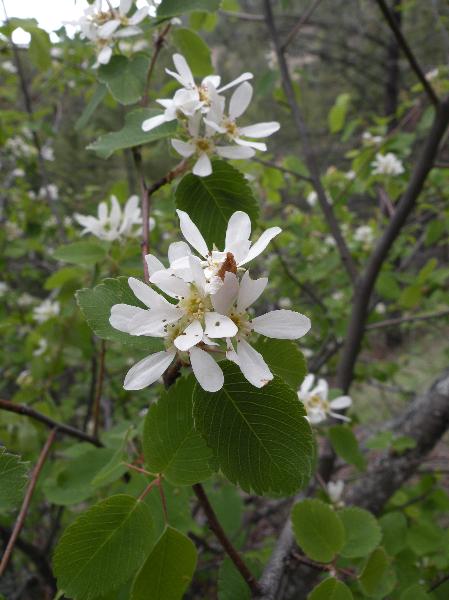 Photo of Amelanchier cusickii by Andrea Paetow