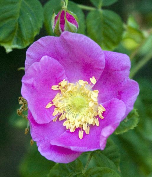 Photo of Rosa nutkana ssp. macdougalii by Brian Klinkenberg