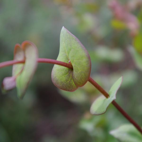 Photo of Lepidium perfoliatum by <a href="http://www.cicerosings.blogspot.com">Eileen Brown</a>