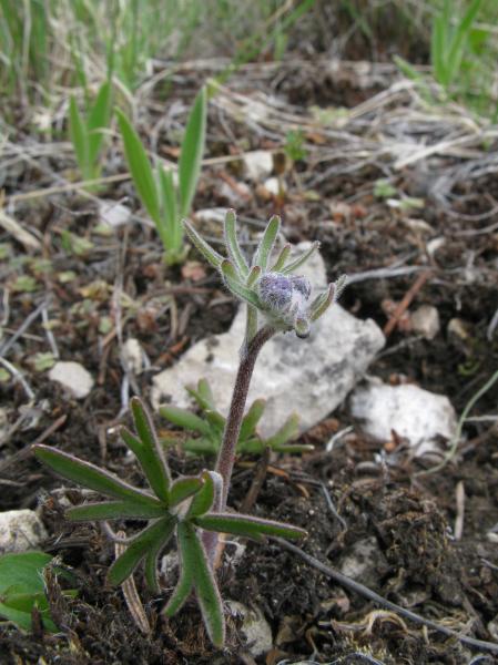 Photo of Delphinium nuttallianum by <a href="http://www.cicerosings.blogspot.com">Eileen Brown</a>