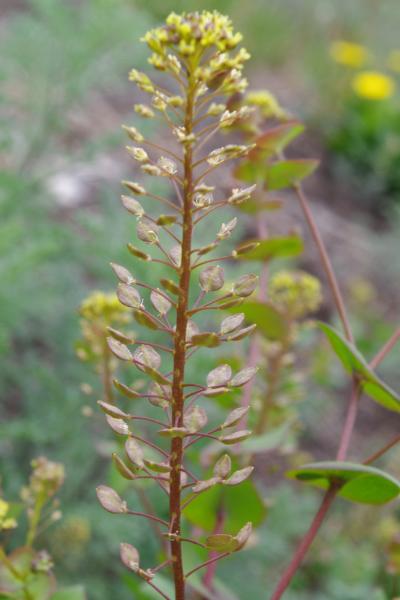 Photo of Lepidium perfoliatum by <a href="http://www.cicerosings.blogspot.com">Eileen Brown</a>