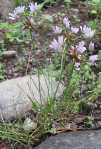 Photo of Allium geyeri by Jeanne Ross