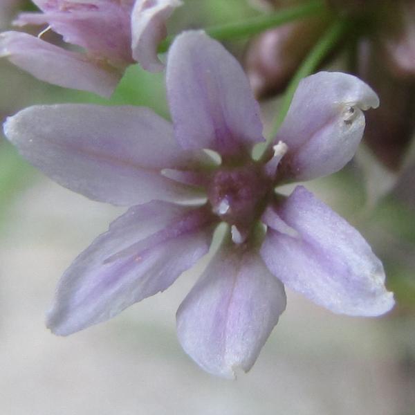 Photo of Allium geyeri by Jeanne Ross