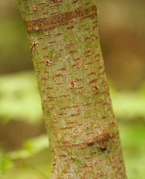 Photo of Acer circinatum by Brian Klinkenberg