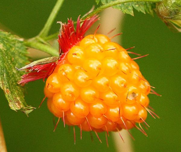Photo of Rubus spectabilis by Brian Klinkenberg