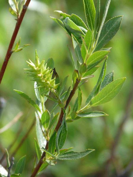 Photo of Salix lasiandra var. lasiandra by Jamie Fenneman
